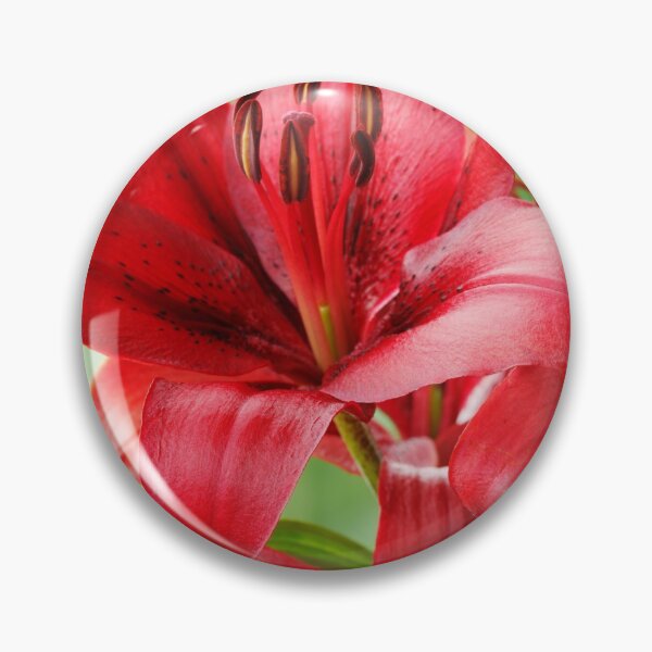Item preview, Lilium  'Blackout'  Lily  Asiatic lily   designed and sold by Chris Burrows.