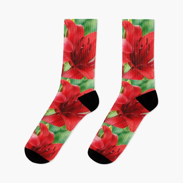 Item preview, Lilium  'Blackout'  Lily  Asiatic lily   designed and sold by Chris Burrows.