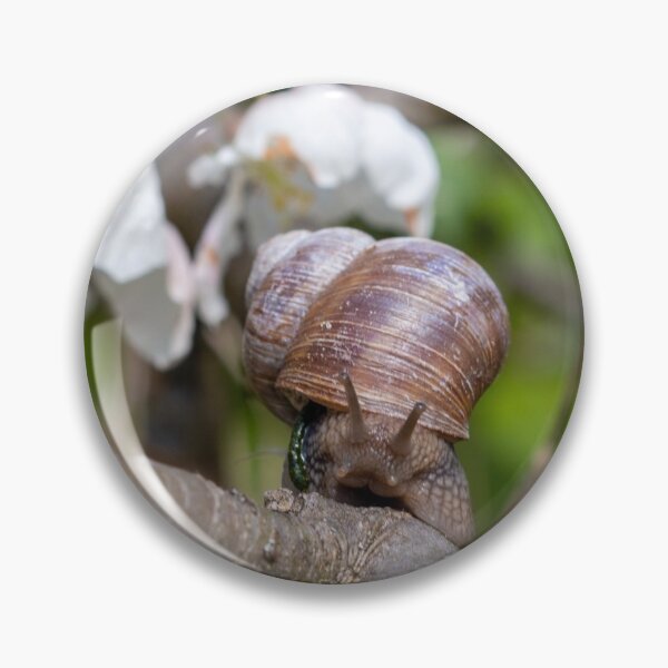 Item preview, Snail on a blossom tree branch designed and sold by Pokofoto.