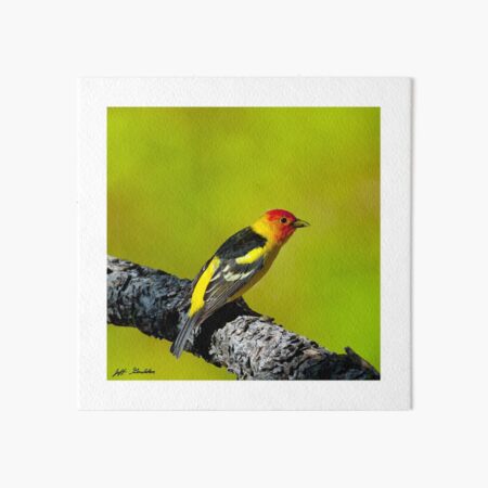 Western Tanager Art Board Print