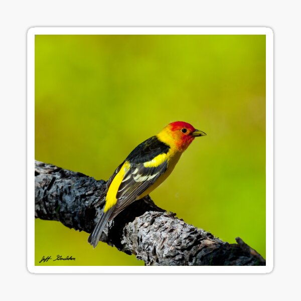 Western Tanager Sticker