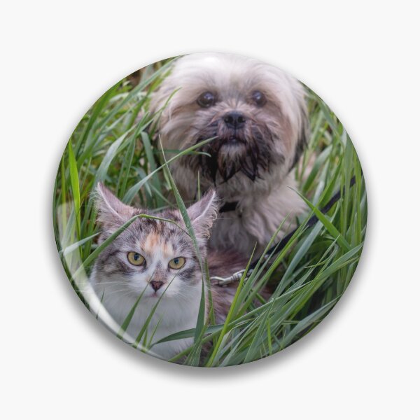 Item preview, Cute kitten and lhasa apso dog looking at you designed and sold by Pokofoto.