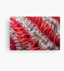 Banksia coccinea Canvas Print