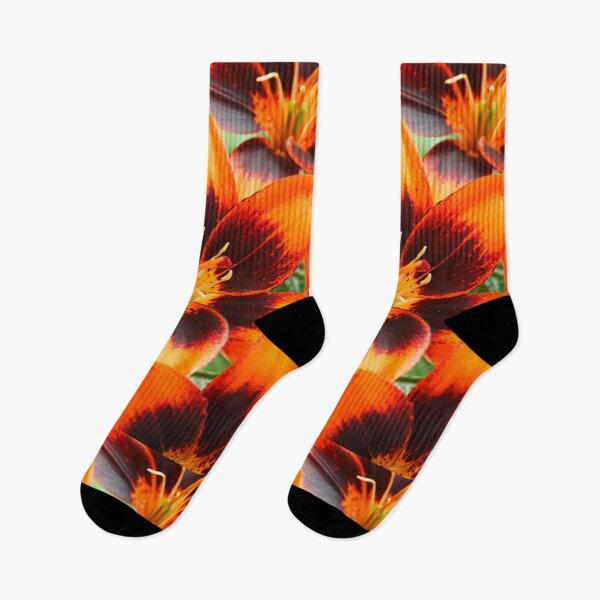 Item preview, Lilium  'Cooper's Crossing'  Lily	Asiatic lily   designed and sold by Chris Burrows.