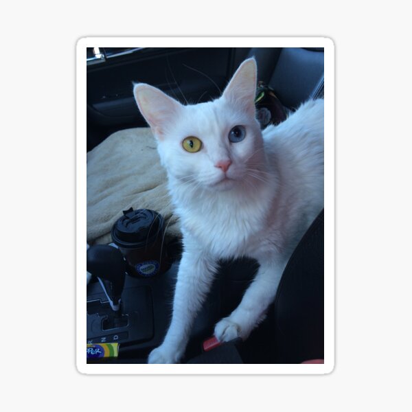 Item preview, Love For an Odd-Eyed Cat  designed and sold by Caryn Jaffe.
