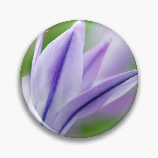 Item preview, Triteleia laxa  'Koningin Fabiola'  Triplet lily  Also known as Queen Fabiola  designed and sold by Chris Burrows.