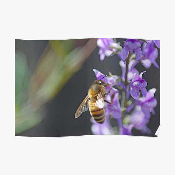 Bee Happy II Poster