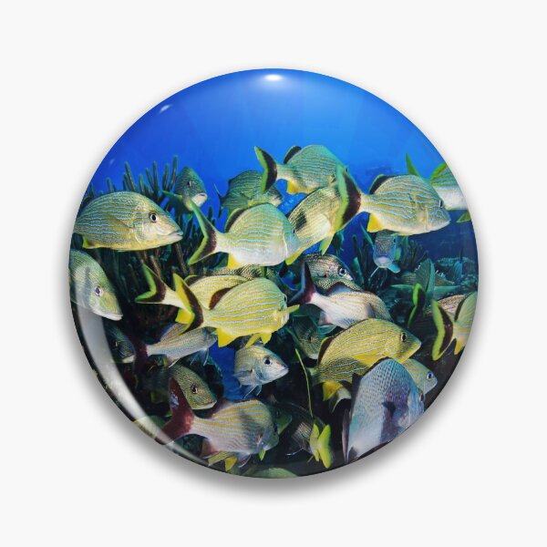 Artikelvorschau, Underwater Photography by John Schwalbe entworfen und verkauft von Sharon Schwalbe.