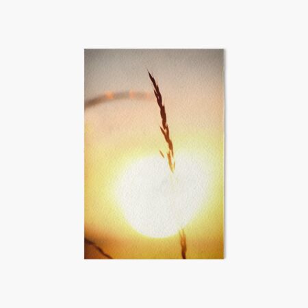 Wild Oat Sunset Art Board Print