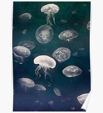 Jellyfish Poster