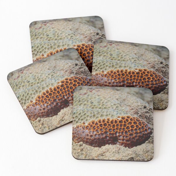 Item preview, Coral Uncovered designed and sold by D-GaP.