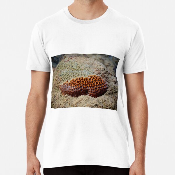 Item preview, Coral Uncovered designed and sold by D-GaP.