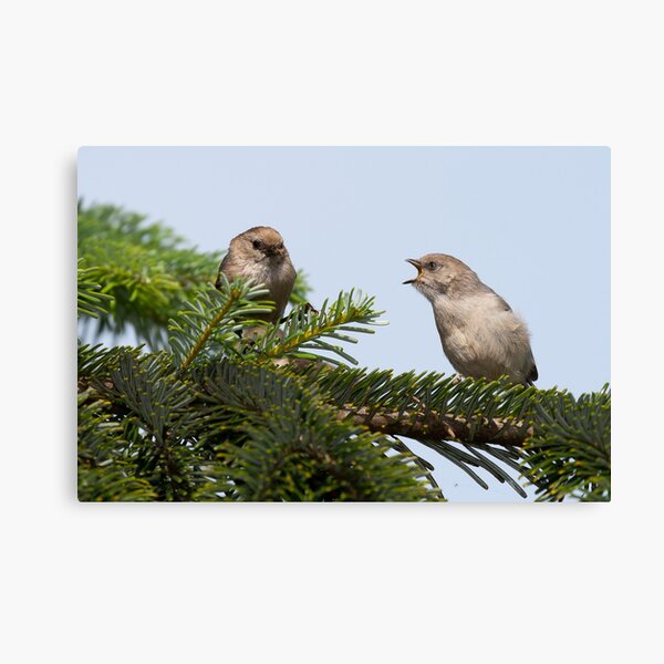 Begging Bushtit Canvas Print