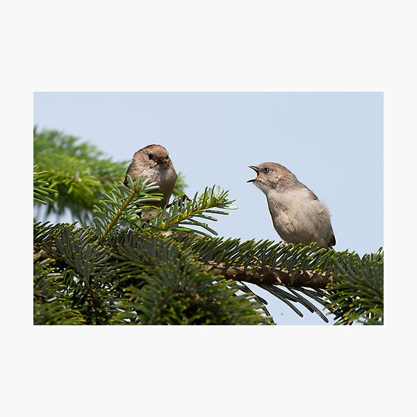 Begging Bushtit Photographic Print