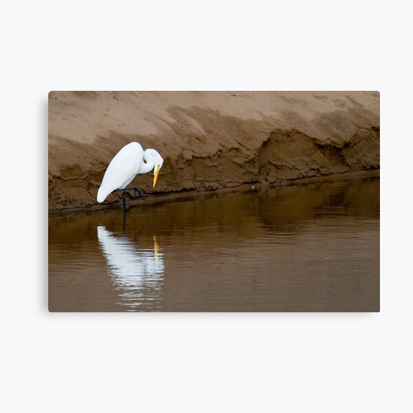 Great Egret Fishing Canvas Print