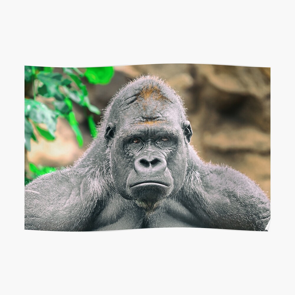 Angry Gorilla Lustige Gesichtsmaske Maske Von Arianeart Redbubble