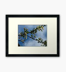 April blossoms Framed Print