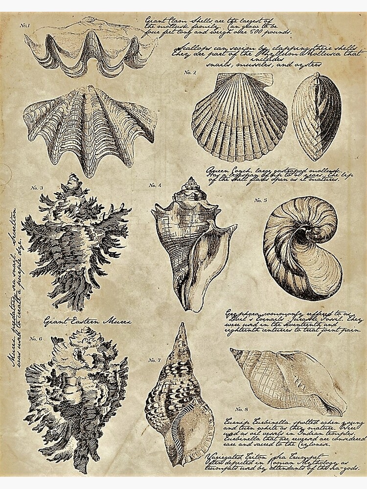 Illustration Seashells