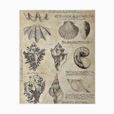 Sea Shells - 8 x 10 Watercolor Art Print