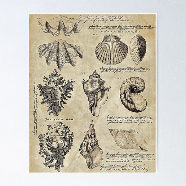 Vintage Seashells Posters for Sale