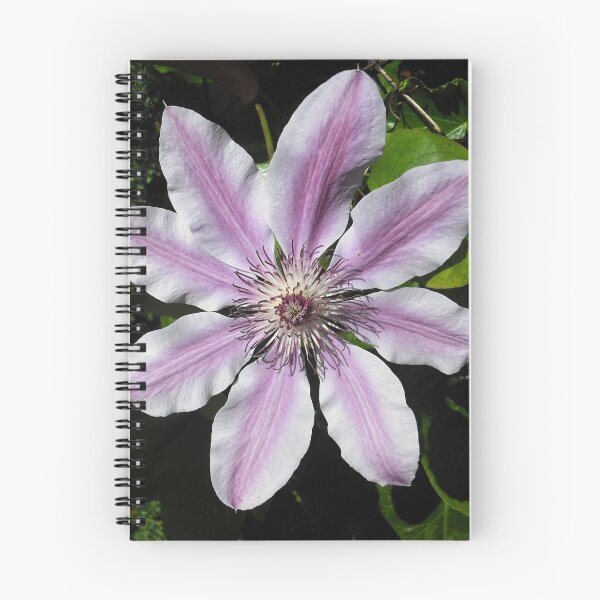 Item preview, Clematis Nellie Moser designed and sold by taiche.
