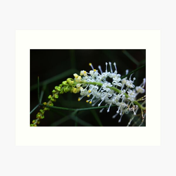 Item preview, Grevillea intricata  designed and sold by andrachne.