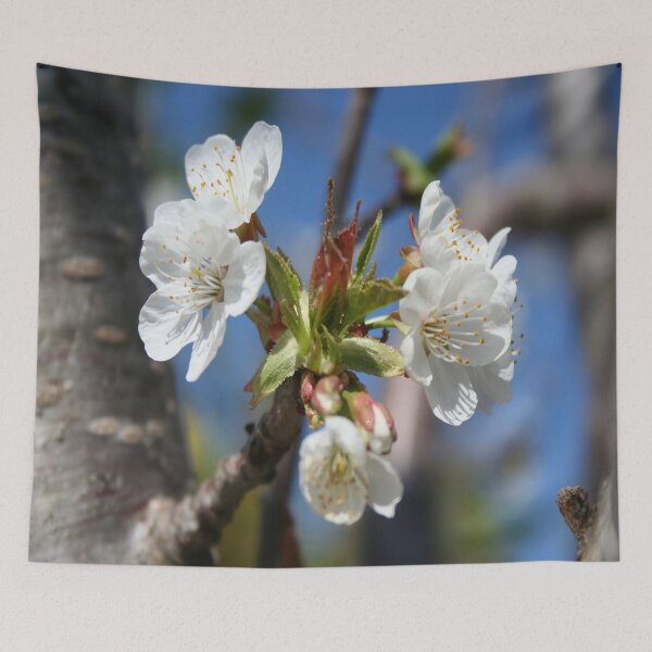 Item preview, Cherry Blossom In Spring Sunlight designed and sold by taiche.