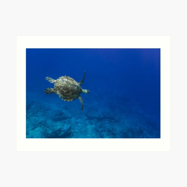 A turtle in the blue Art Print