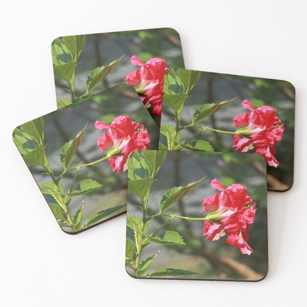 Item preview, Hibiscus plant designed and sold by zumi.