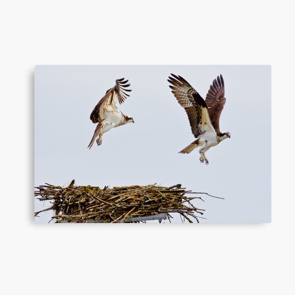 Synchronized Osprey Canvas Print