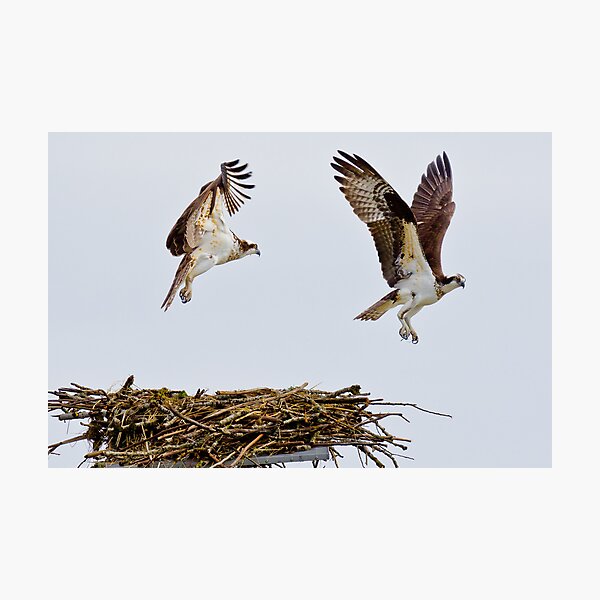 Synchronized Osprey Photographic Print