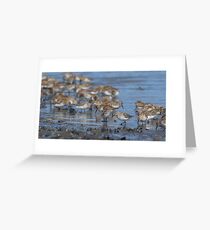 Beach Combers - Western Sandpipers Grußkarte