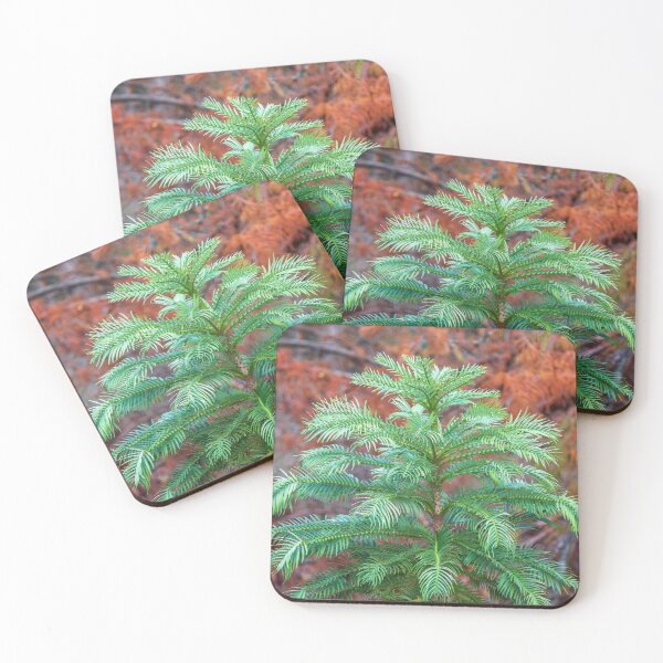 Item preview, The Wollemi Pine Tree; A Living Fossil designed and sold by FigTreeMagick.