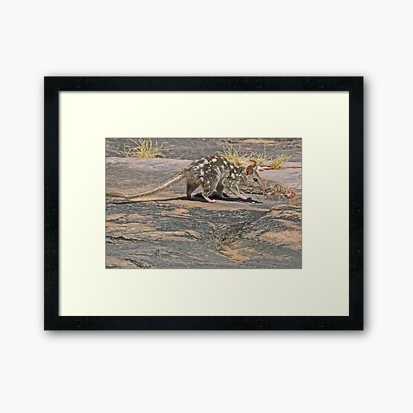 Item preview, Northern Quoll, Dasyurus Hallucatus designed and sold by Margaret  Hyde.
