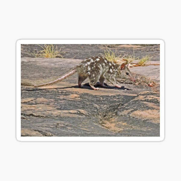 Item preview, Northern Quoll, Dasyurus Hallucatus designed and sold by Margaret  Hyde.