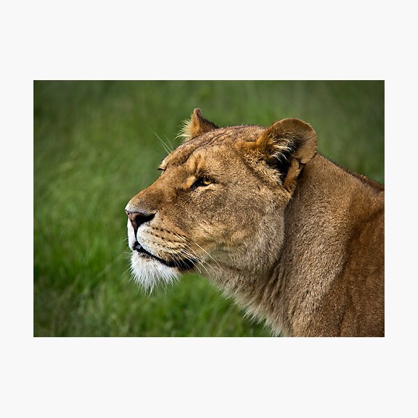 Item preview, The Lioness designed and sold by Theresa Elvin.