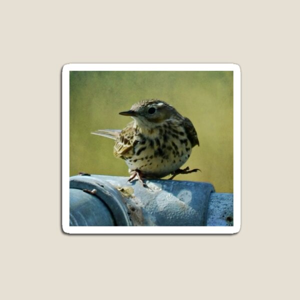 Item preview, Spotted Flycatchter not catching any flies designed and sold by dbrDurham.