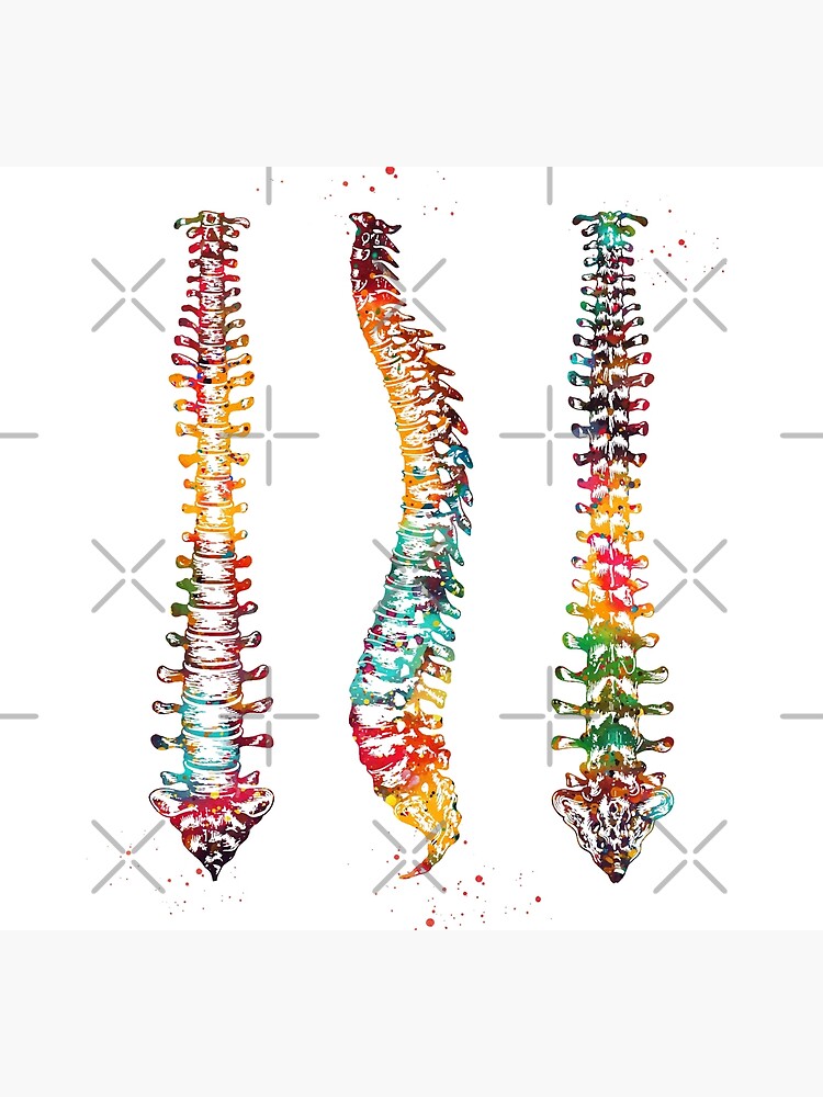 Human Spine by erzebetth