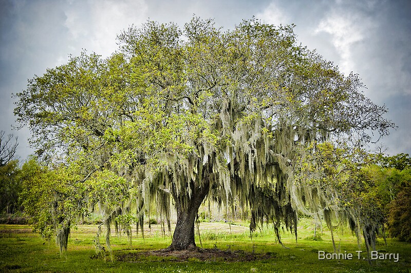 Mossy Oak Of Jefferson Island By Bonnie T Barry Redbubble   Flat,800x800,075,f 