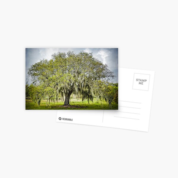 Item preview, Mossy Oak of Jefferson Island designed and sold by Bonnie T.  Barry.