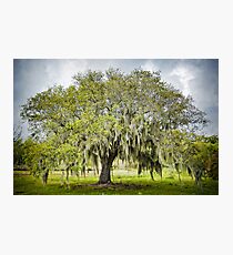 Mossy Oak of Jefferson Island Photographic Print