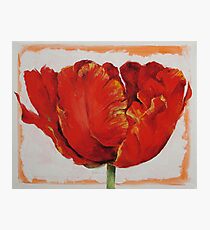 Papagei Tulpe Fotodruck