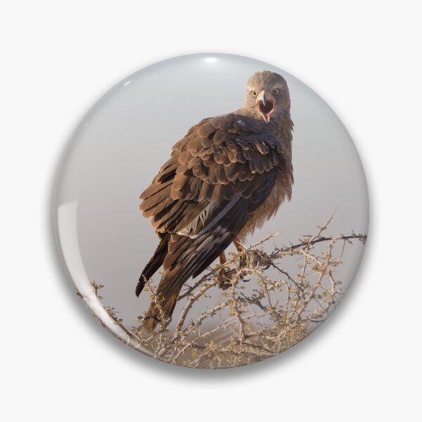 Item preview, Brown Snake Eagle (Circaetus Cinereus) designed and sold by Yair Karelic.