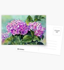 Pink Hydrangeas Postcards