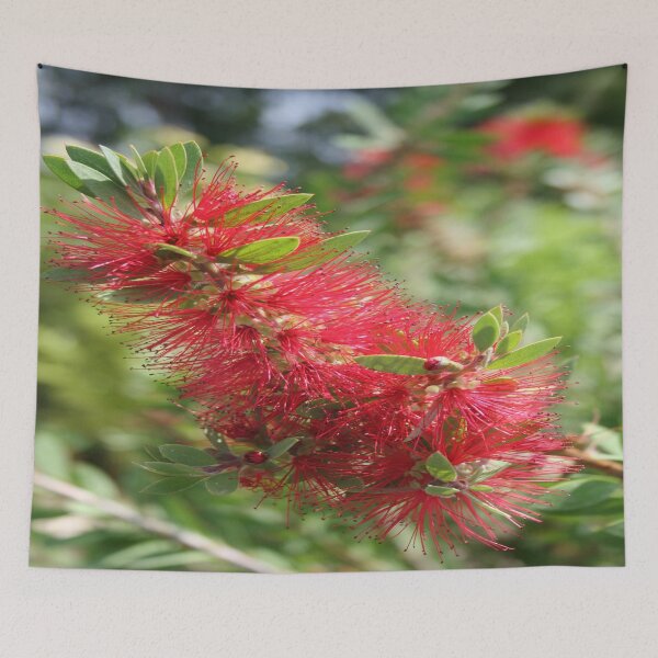 Item preview, Calliandra Haematocephala Red Powderpuff designed and sold by taiche.