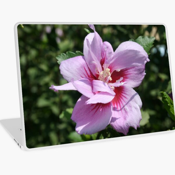 Double Headed Marsh Mallow Althaea Officinalis Laptop Skin