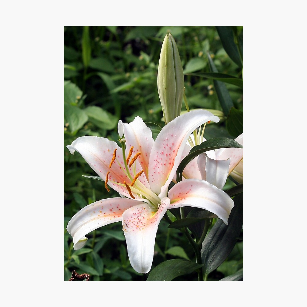 Oriental Hybrid Lily in White, Peach and Pink