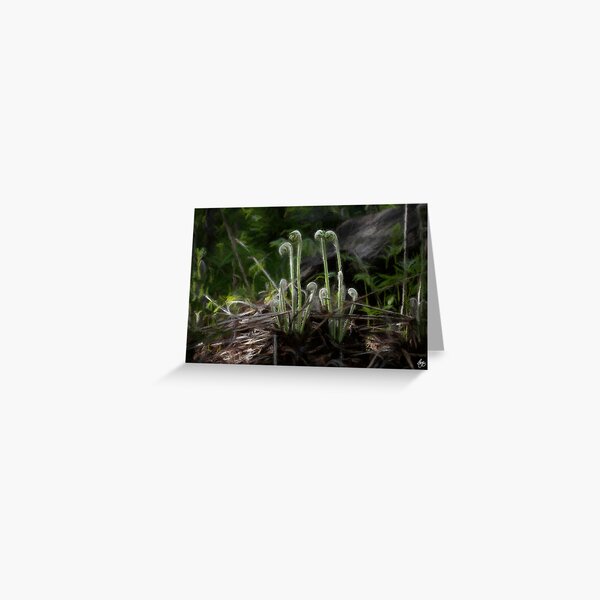 Item preview, Evening Light on Fiddleheads designed and sold by Wayne King.