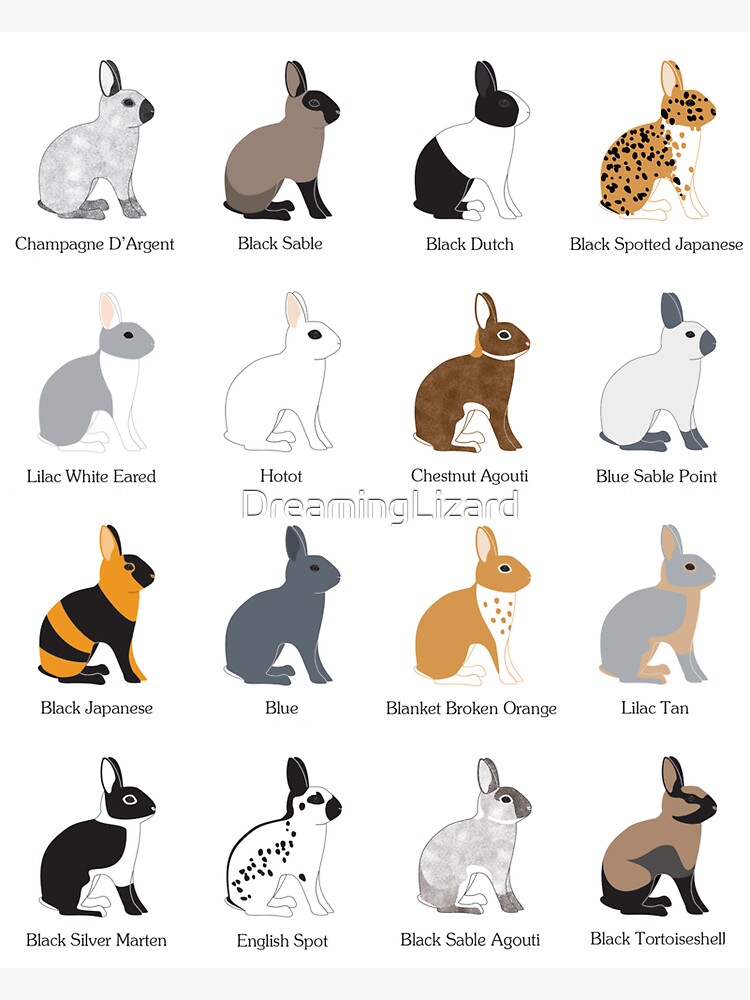 rabbits colour genetics