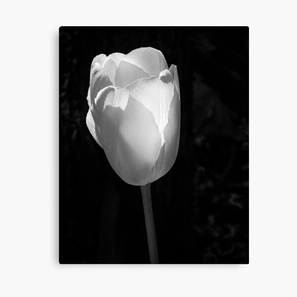 Tulip Shadows Canvas Print